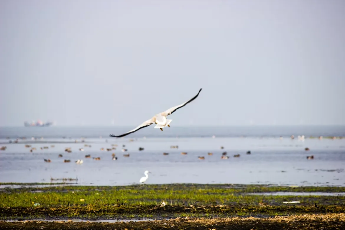 Chilika